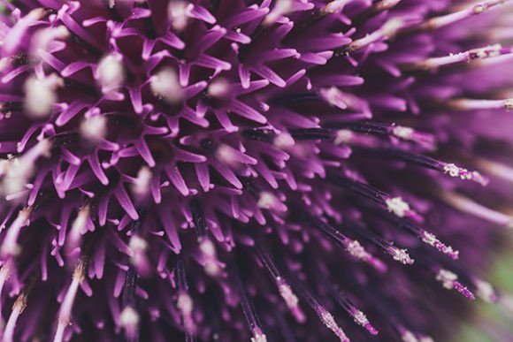 Download Close-up of Spring Lilac Violet Flower - Spring lilac Collection