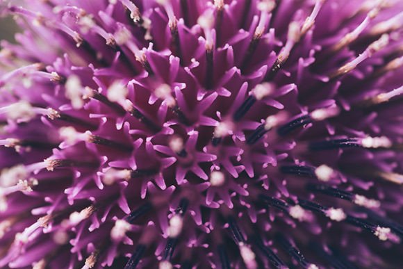 Download Close-up of Spring Lilac Violet Flower - Spring lilac Collection